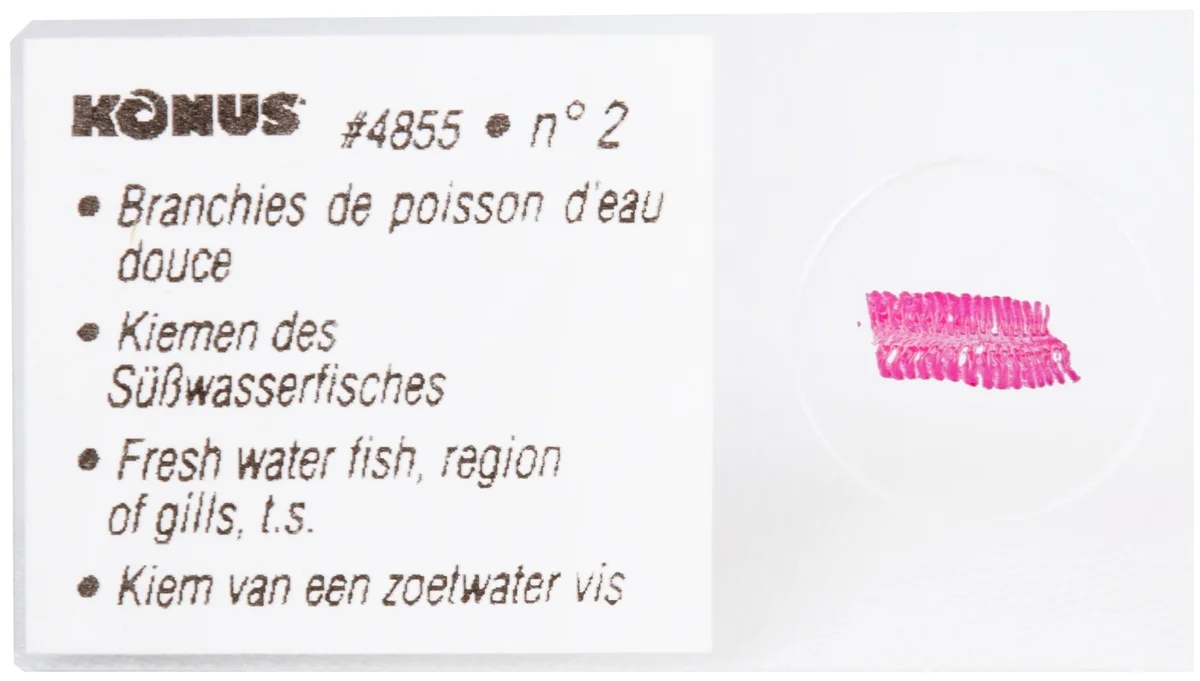 Картинка Набор микропрепаратов KONUS 10: «Рыбы, лягушки и другие земноводные»